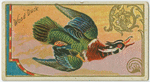 Wood Duck.