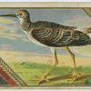 Yellow Shank Tatier.