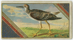 Yellow Shank Tatier.
