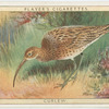 Curlew.