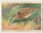 Curlew.