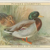 Wild Duck or Mallard.