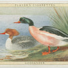 Goosander.