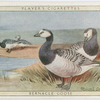 Barnacle Goose.