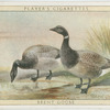 Brent Goose.