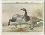 Brent Goose.