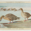Pink Footed Goose.