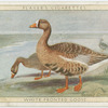 White Fronted Goose.