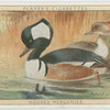 Hooded Merganser.