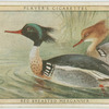 Red Breasted Merganser.