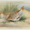 Common Partridge.