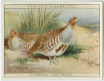 Common Partridge.