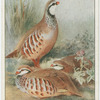 Red Legged Partridge.