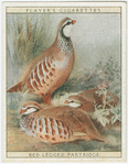 Red Legged Partridge.