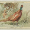 Common Pheasant.