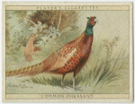 Common Pheasant.