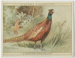 Common Pheasant.