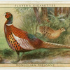 Mongolian Pheasant.