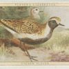 Golden Plover.