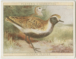 Golden Plover.
