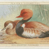 Red Crested Pochard.