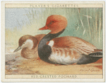 Red Crested Pochard.