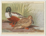 Shoveller.