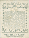 Shoveller.