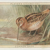 Common Snipe.