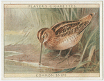 Common Snipe.