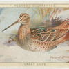 Great Snipe.