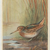 Jack Snipe.