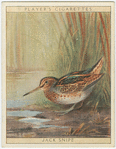 Jack Snipe.