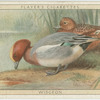 Widgeon.