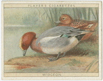 Widgeon.