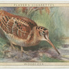 Woodcock.