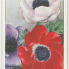 Anemones.