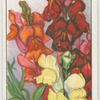 Antirrhinums.