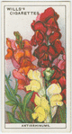 Antirrhinums.