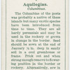 Anquilegias.