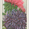 Asters.