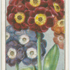 Auriculas.