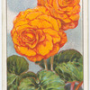 Begonia.