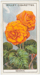 Begonia.