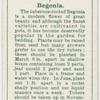Begonia.