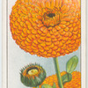 Calendula.