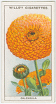 Calendula.