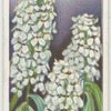 Candytuft.