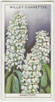 Candytuft.