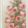 Canterbury Bell.